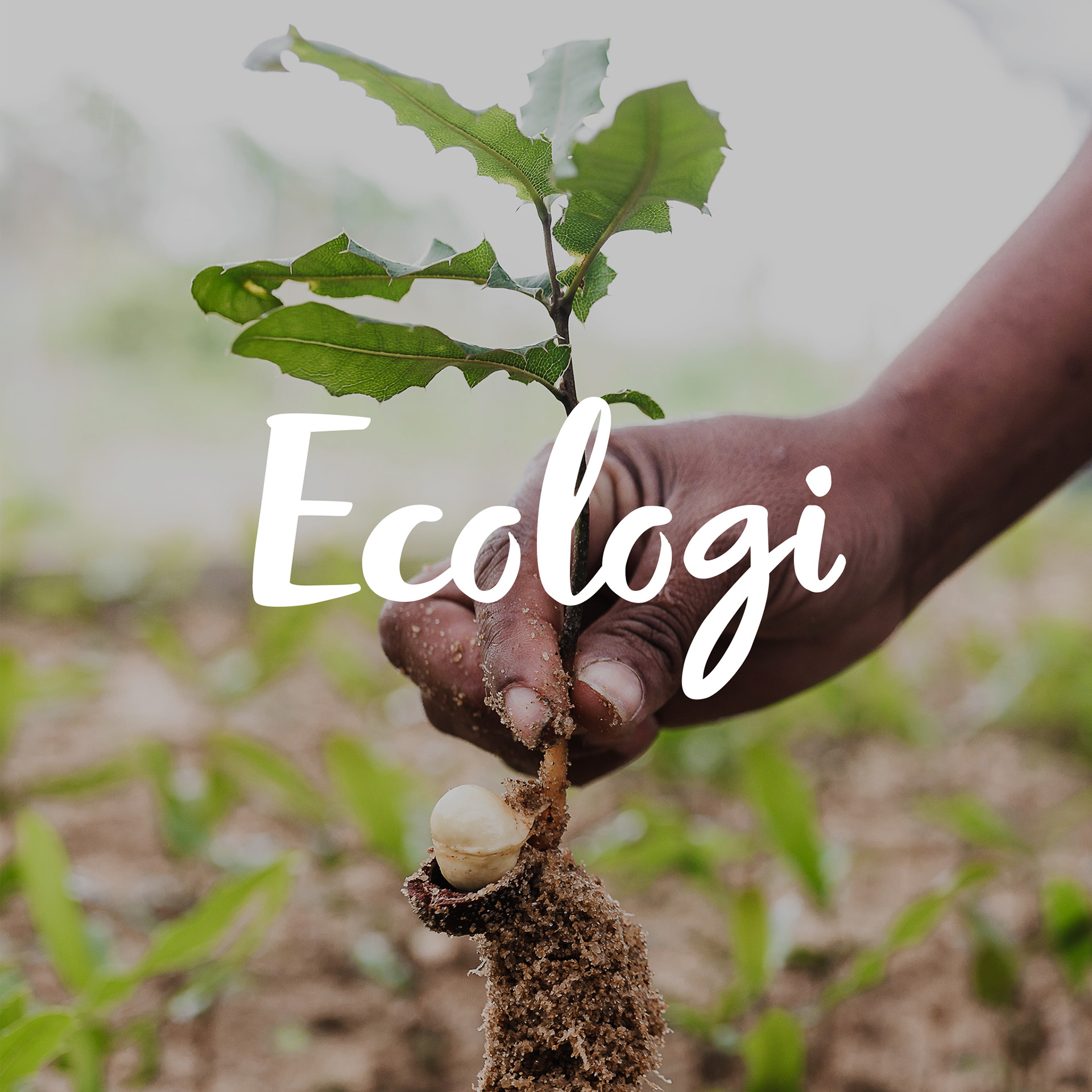 Ecologi brand