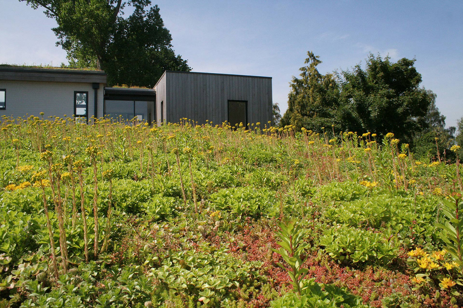 monopitch sedum roof