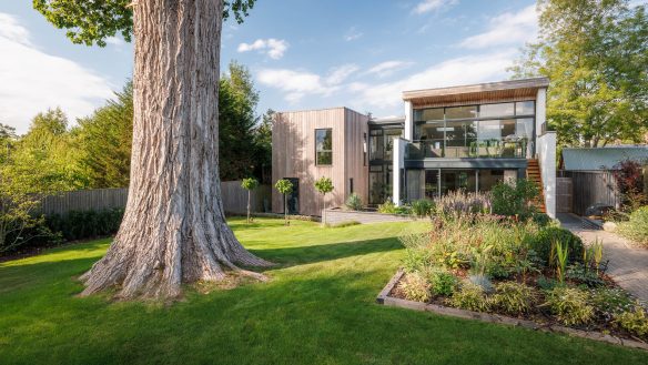 New house designed around a beech tree