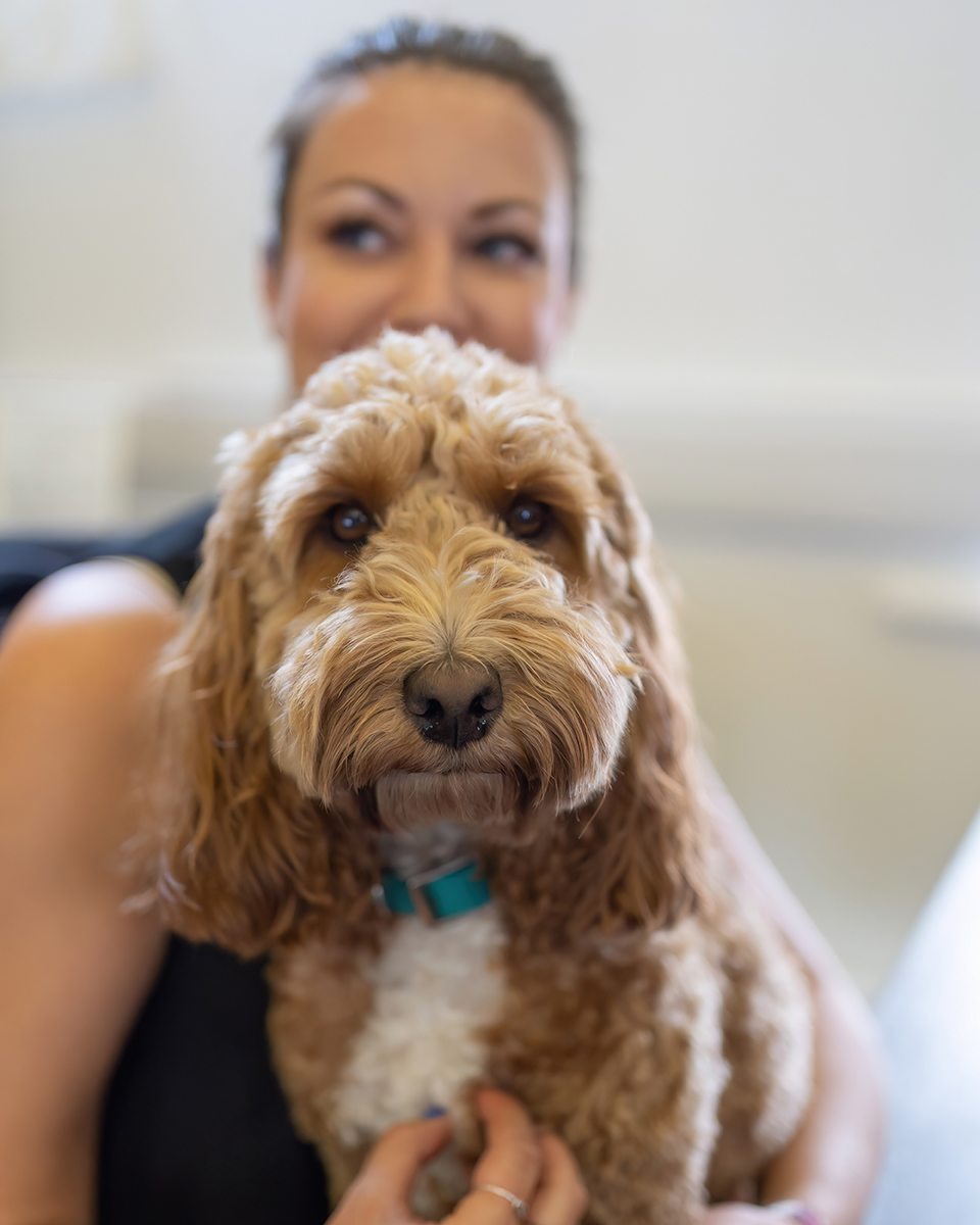 dog looking at camera