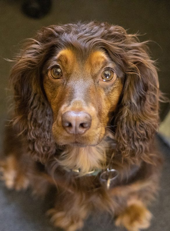 portrait photo of dog looking at camera