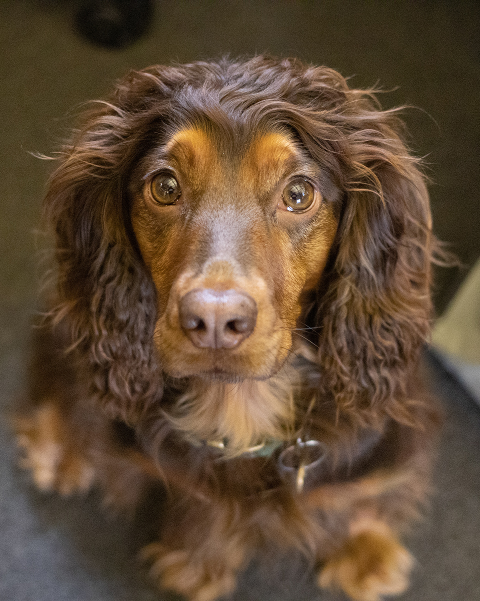 portrait photo of dog looking at camera
