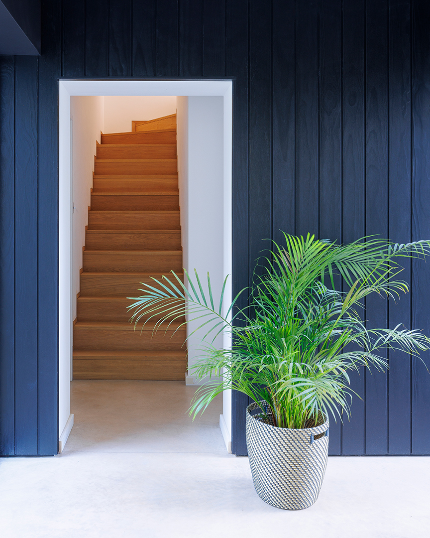 timber stair detail with dark blue walls and large indoor plant