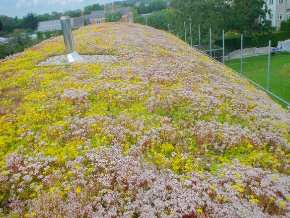 sedum roof on curved roof