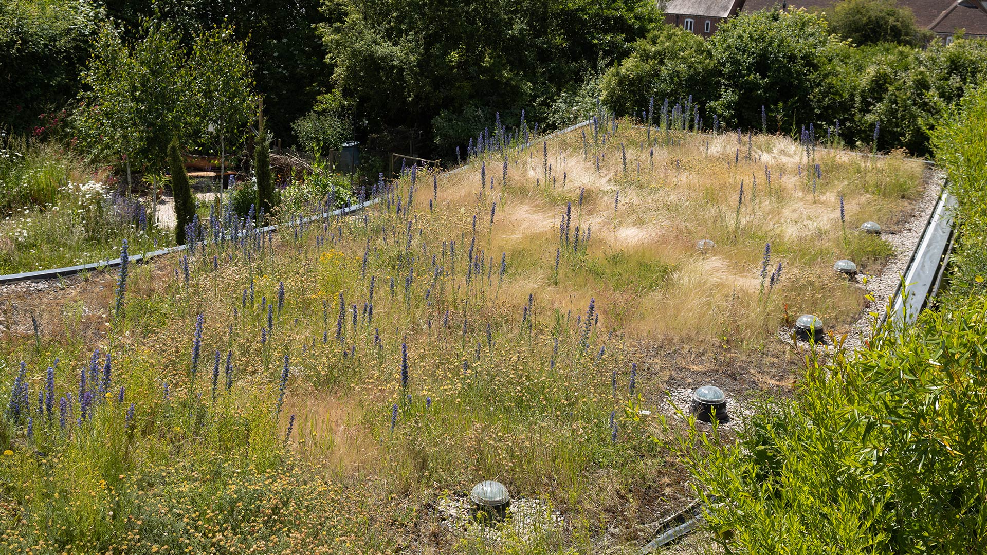 Hidden house sedum green roof