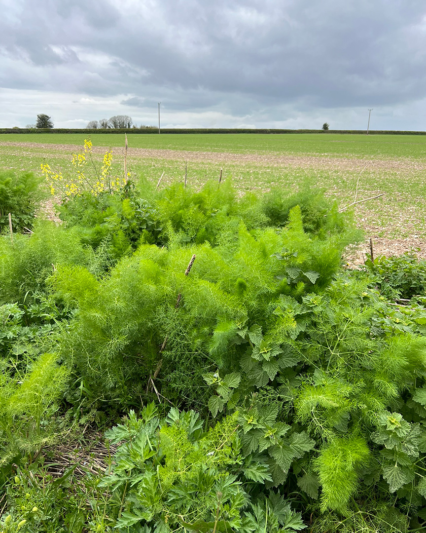 field margin strip of wild flowers beside field of winter wheat