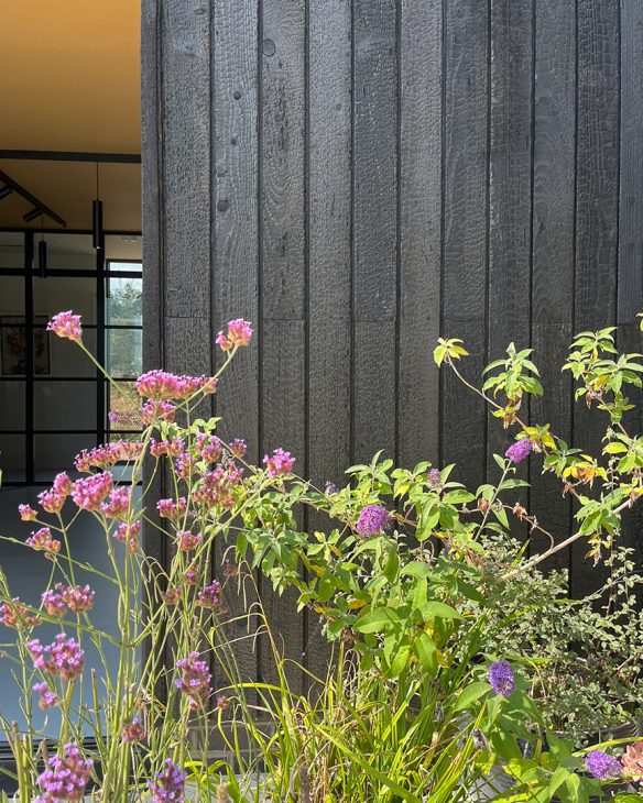 Detail photo of purple flowers against house with black cladding