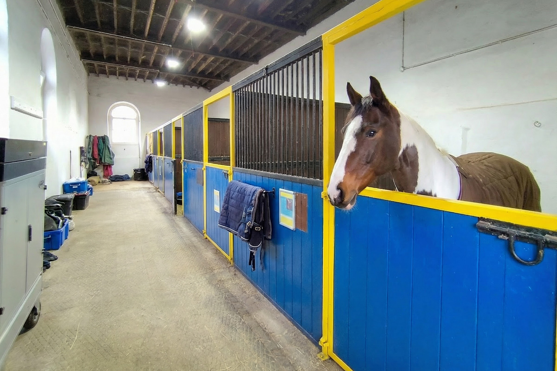 Loose box horse stable with blue and yellow paint details