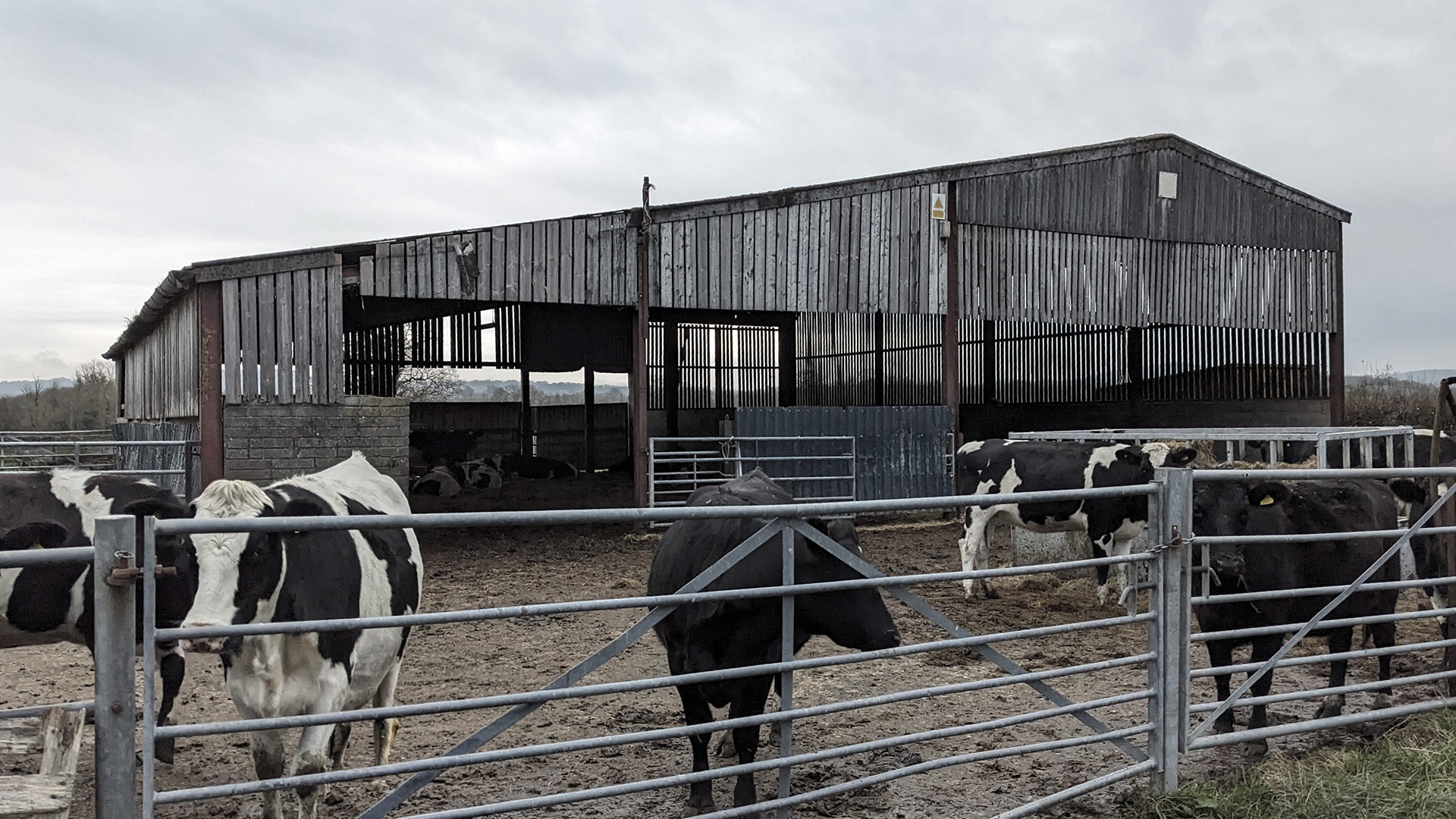 Existing barn with cows in front