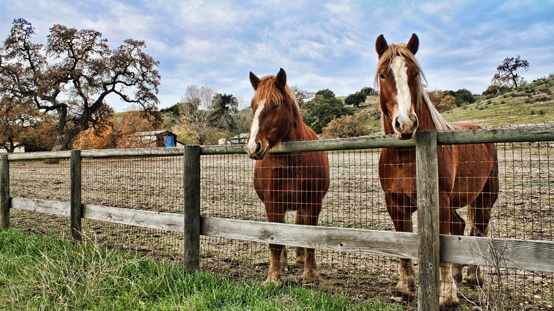 two horses standing in a field behind a fence