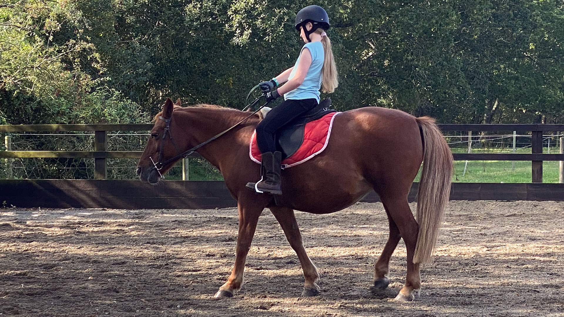 horse rider riding horse in outdoor arena